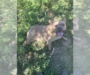 French Bulldog Puppy for sale in MODESTO, CA, USA