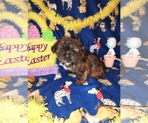 Yorkshire Terrier Puppy for Sale in LAPEER, Michigan USA