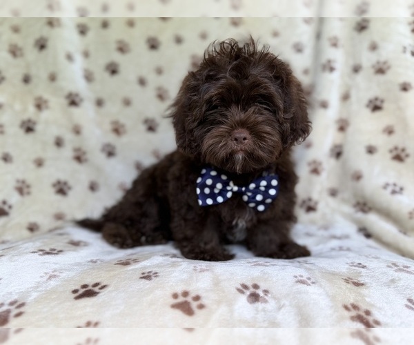 Medium Photo #4 ShihPoo Puppy For Sale in LAKELAND, FL, USA