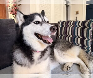 Siberian Husky-Unknown Mix Dogs for adoption in Oakhurst, NJ, USA