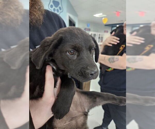 Medium Photo #1 Labrador Retriever-Unknown Mix Puppy For Sale in Temple, TX, USA