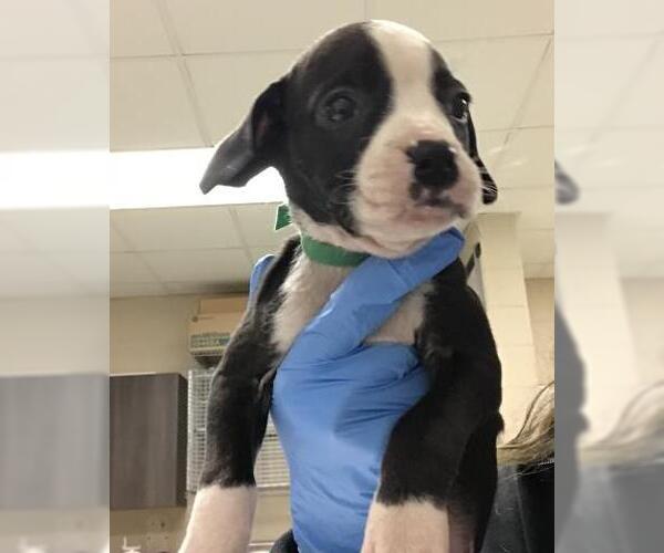 Medium Photo #1 Mutt Puppy For Sale in Conroe, TX, USA