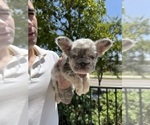 Image preview for Ad Listing. Nickname: Litter of 4