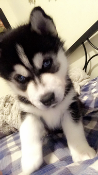 Medium Photo #3 Siberian Husky Puppy For Sale in CLEVELAND, OH, USA