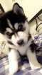 Small Photo #3 Siberian Husky Puppy For Sale in CLEVELAND, OH, USA