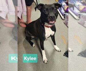 Labrador Retriever-Unknown Mix Dogs for adoption in Richmond, IN, USA