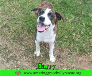 Mutt Dogs for adoption in Milton, FL, USA