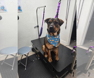 Fenley - Female German Shepherd Dog-Unknown Mix Dog for Adoption - Photo #6