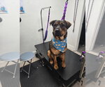 Small #5 German Shepherd Dog Mix