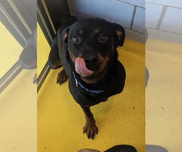 Medium Photo #2 Rottweiler Puppy For Sale in Hillsboro, NH, USA