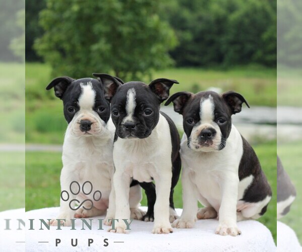 Medium Photo #2 Boston Terrier Puppy For Sale in MANHEIM, PA, USA