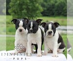 Small #1 Boston Terrier