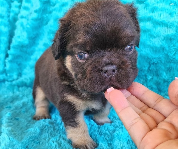 Medium Photo #6 French Bulldog Puppy For Sale in LAS VEGAS, NV, USA
