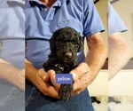 Small Photo #7 Poodle (Standard) Puppy For Sale in MONROE, NC, USA