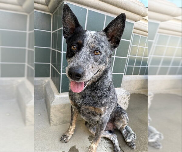 Medium Photo #2 Mutt Puppy For Sale in Rancho Cucamonga, CA, USA