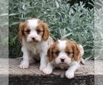 Small Photo #2 Cavalier King Charles Spaniel Puppy For Sale in GAP, PA, USA