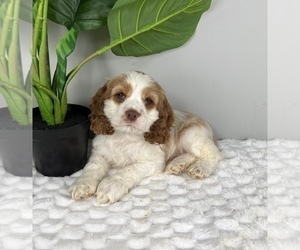 Borador Puppy for sale in FRANKLIN, IN, USA