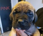 Small Photo #10 Mastiff Puppy For Sale in HESPERIA, CA, USA