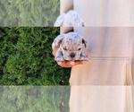 Puppy Puppy 4 French Bulldog