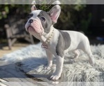 Small Photo #8 French Bulldog Puppy For Sale in HOLLISTER, CA, USA