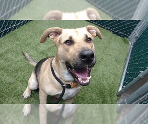 German Shepherd Dog Dogs for adoption in Downey, CA, USA