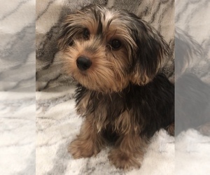 Yorkshire Terrier Puppy for Sale in MOUNT CARMEL, Pennsylvania USA