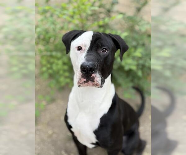 Medium Photo #2 American Pit Bull Terrier Puppy For Sale in West Valley, UT, USA