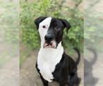 Small Photo #2 American Pit Bull Terrier Puppy For Sale in West Valley, UT, USA