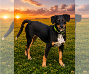 Mutt Dogs for adoption in Garner, NC, USA
