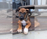 Small Labrador Retriever Mix