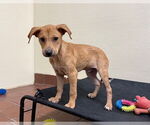 Small Photo #5 Chiweenie Puppy For Sale in Jefferson, NJ, USA
