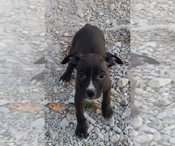 Medium Photo #1 Boston Terrier-Unknown Mix Puppy For Sale in Bolivar, MO, USA
