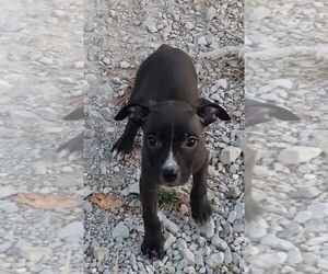 Boston Terrier-Unknown Mix Dogs for adoption in Bolivar, MO, USA