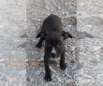 Small Boston Terrier Mix