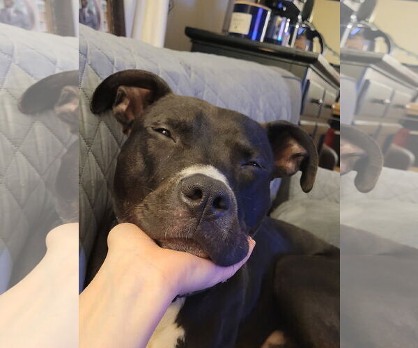 Medium Photo #4 American Pit Bull Terrier Puppy For Sale in Alexandria, VA, USA