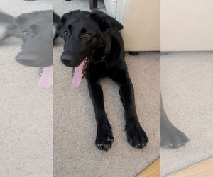 Mutt Dogs for adoption in Plainfield, IL, USA