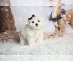 Puppy Gwen Maltese
