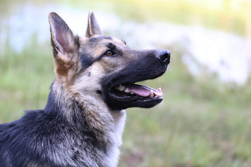 Medium Photo #1 German Shepherd Dog Puppy For Sale in REDFIELD, AR, USA