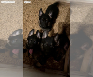 German Shepherd Dog Puppy for sale in MIAMI, FL, USA