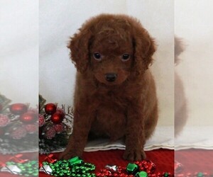 Bichpoo-Poodle (Miniature) Mix Puppy for sale in FREDERICKSBURG, OH, USA
