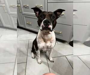 Abbie - Female Mutt Dog for Adoption - Photo #4