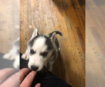 Small Photo #7 Siberian Husky Puppy For Sale in JOPLIN, MO, USA