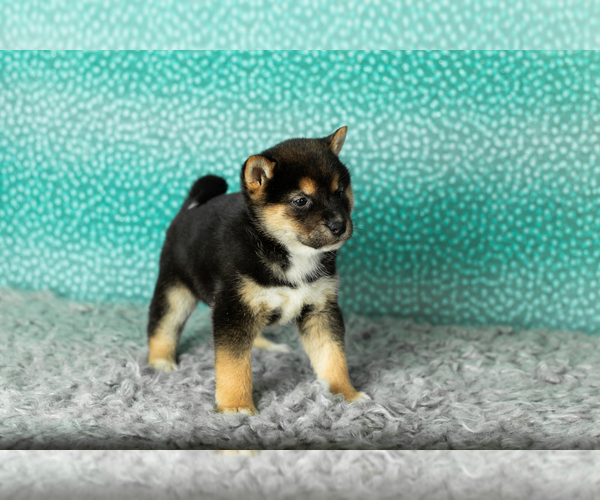 Medium Photo #15 Shiba Inu Puppy For Sale in MILLERSBURG, IN, USA