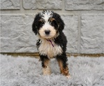 Small #1 Bernedoodle