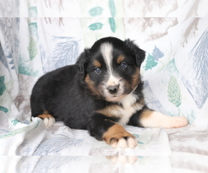 Australian Shepherd Puppy for sale in SHILOH, OH, USA