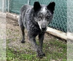 Small #1 Mutt