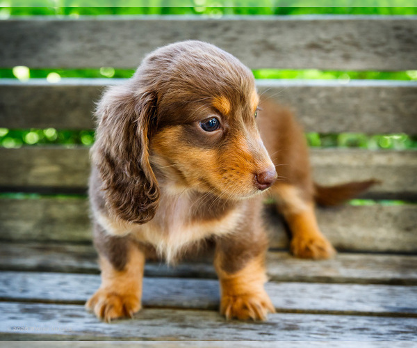 Medium Photo #6 Dachshund Puppy For Sale in WAKARUSA, IN, USA