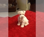 Small Photo #16 Schnauzer (Miniature) Puppy For Sale in COLONIAL HEIGHTS, TN, USA