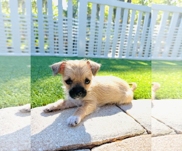 Medium Photo #1 ShiChi Puppy For Sale in Valrico, FL, USA