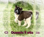 Puppy Queenie Akita